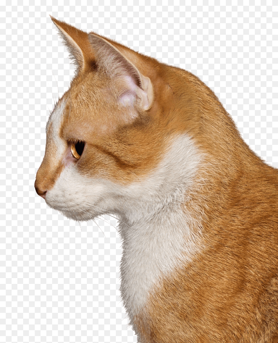 Cat Image, Abyssinian, Animal, Mammal, Pet Free Png Download