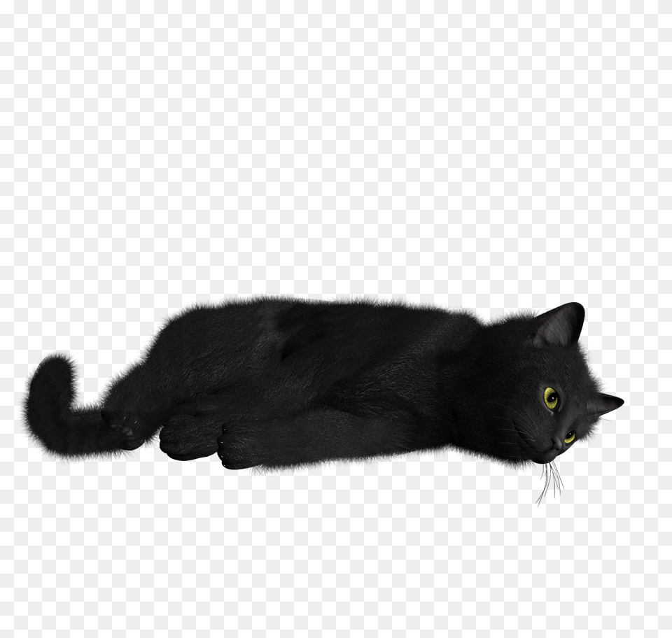 Cat Animal, Black Cat, Mammal, Pet Png Image