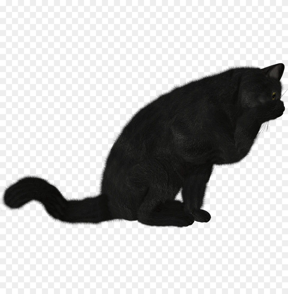 Cat Image, Animal, Mammal, Panther, Wildlife Png