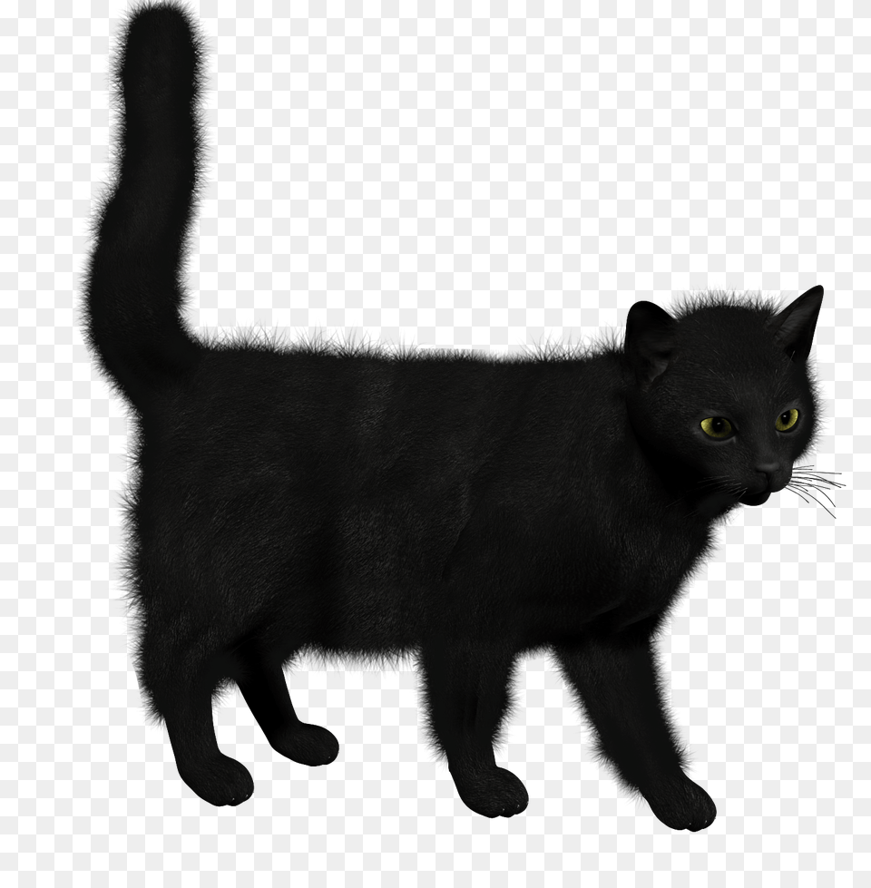 Cat Image, Animal, Mammal, Pet, Black Cat Free Transparent Png