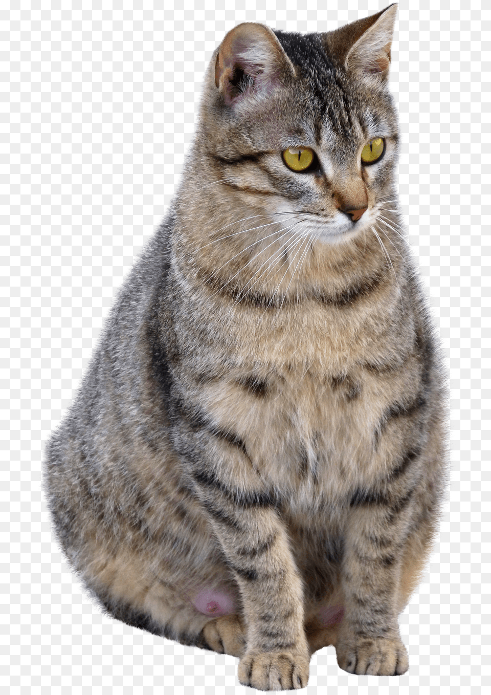Cat Cat, Abyssinian, Animal, Mammal, Pet Png Image