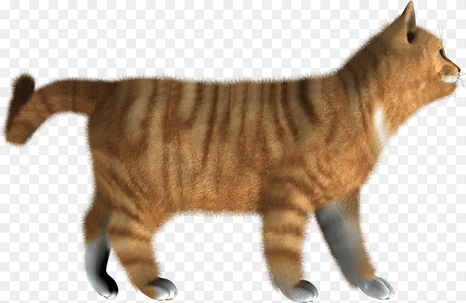 Cat Image Kitten Cat Side View Transparent, Animal, Mammal, Manx, Pet Free Png Download