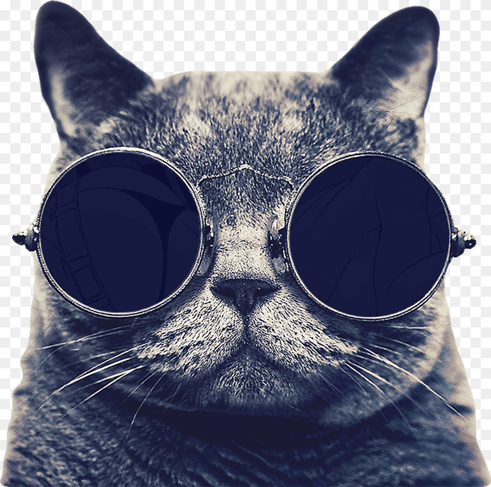Cat Image Searchpng Cute Stuff For Profile, Accessories, Goggles, Sunglasses, Animal Free Png