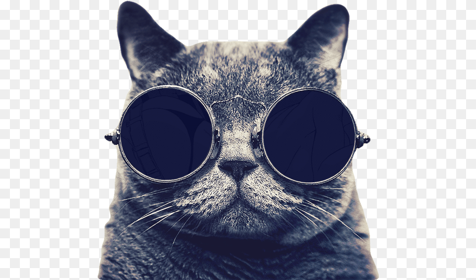 Cat Image Searchpngcom Cool Space Cat, Accessories, Goggles, Sunglasses, Animal Free Png