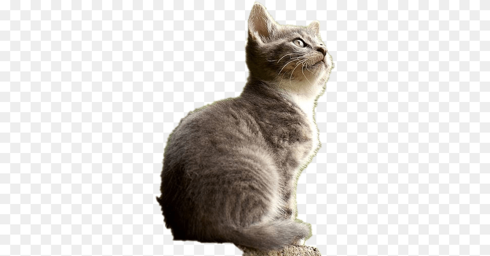 Cat Images Transparent Background Cat, Animal, Mammal, Manx, Pet Free Png Download