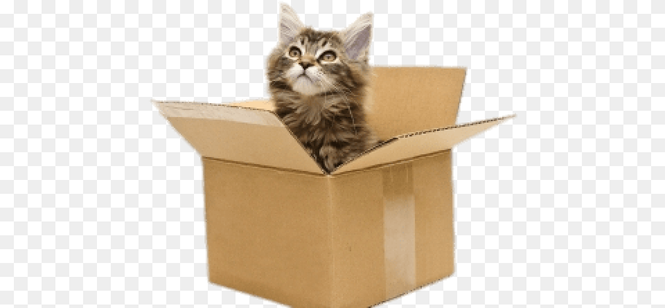 Cat In Box Cat In Cardboard Box, Carton, Animal, Mammal, Pet Free Png Download