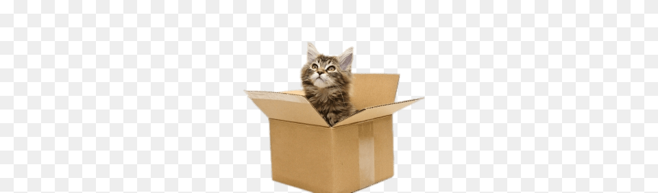 Cat In Cardboard Box, Carton, Animal, Mammal, Pet Free Png Download