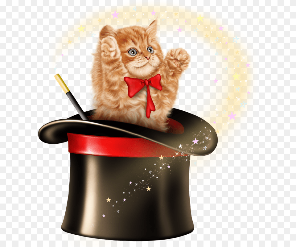 Cat In Magic Hat, Magician, Performer, Person, Animal Png