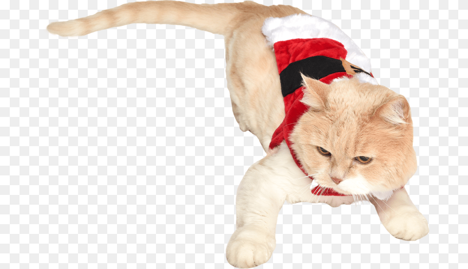 Cat In Santa Costume Santa Suit, Accessories, Strap, Animal, Mammal Free Png Download