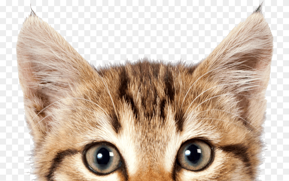 Cat International Cat Day 2019, Animal, Kitten, Mammal, Pet Free Transparent Png