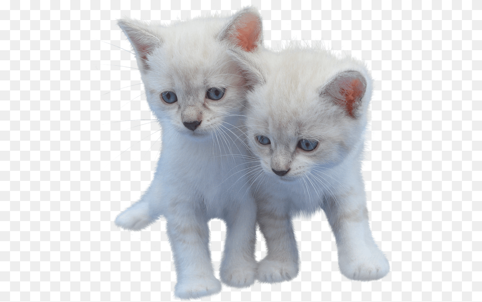 Cat Isolated Cut Out Kitten White Pet Animal White Small Cut Cat, Mammal, Angora Png