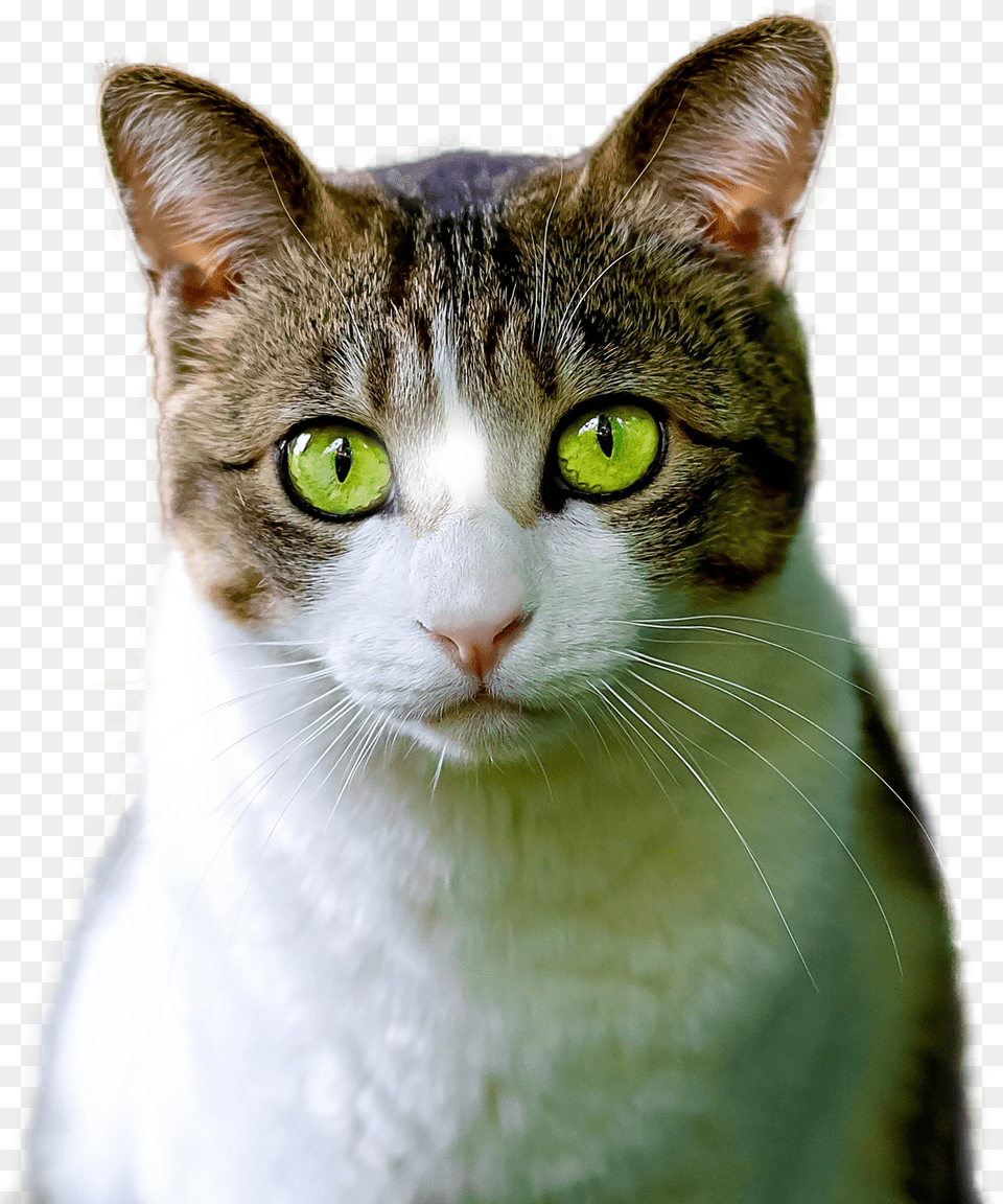 Cat Isolated Feline Photo Animal Render, Abyssinian, Mammal, Pet, Manx Free Png Download