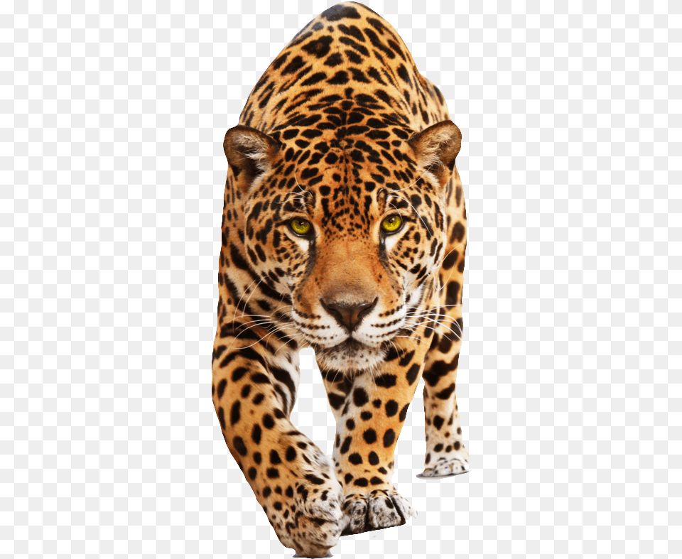 Cat Jaguar, Animal, Mammal, Panther, Wildlife Png Image