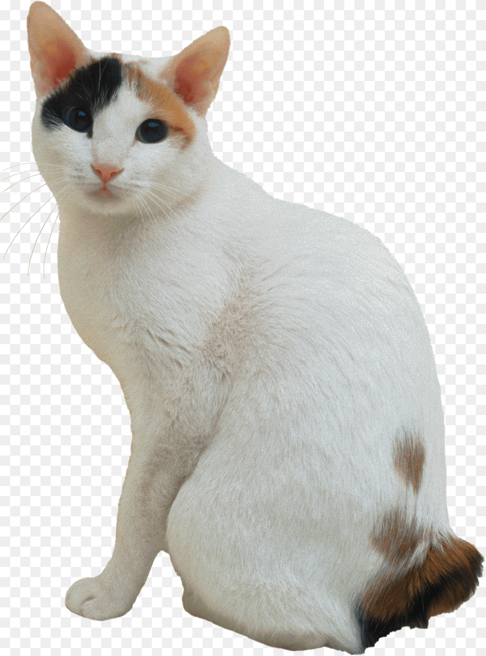 Cat Japanese Bobtail Transparent Background, Animal, Mammal, Pet, Manx Png