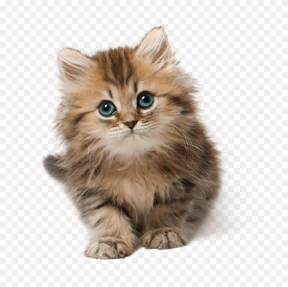 Cat Kitten Cute, Animal, Mammal, Pet, Manx Free Png Download