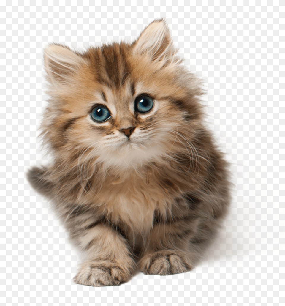 Cat Kitten Cute Kitten, Can, Tin, Advertisement, Alcohol Png Image