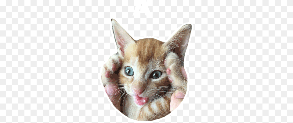 Cat Kitten Gif Cat Kitten Cute Discover U0026 Share Gifs Transparent Gif Cat Head, Animal, Mammal, Pet Free Png
