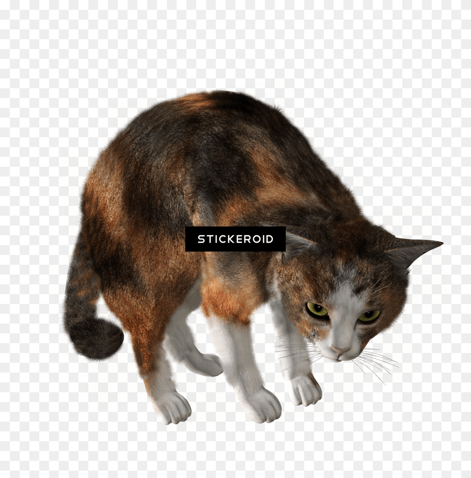 Cat Kitten Kate Kot Kote Koshak Cat, Animal, Mammal, Manx, Pet Free Transparent Png