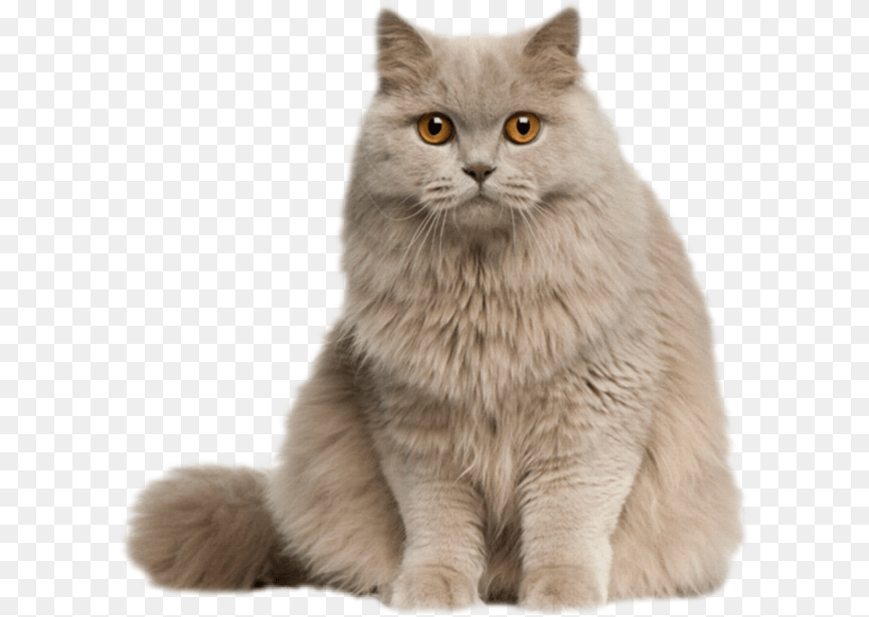Cat Kitten Kitty Feline Fluffy Longhair Gray Cute Cat Pic, Angora, Animal, Mammal, Pet Png Image