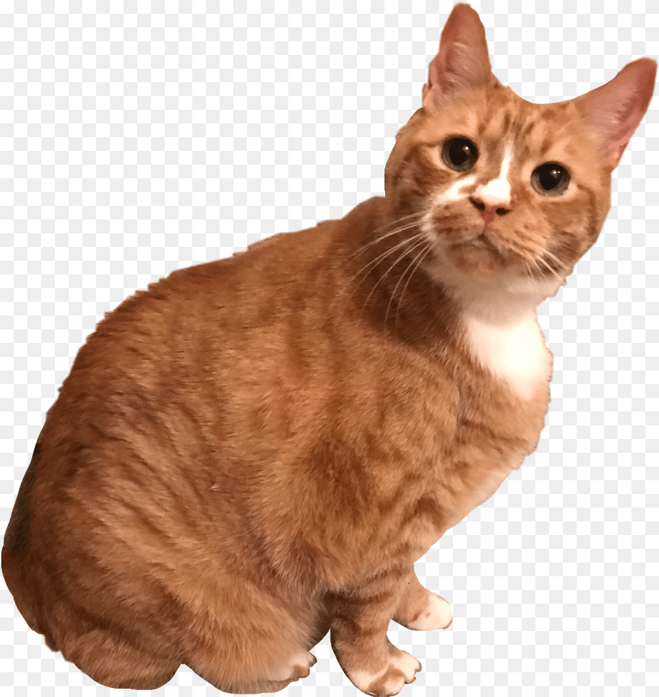 Cat Kitten Kitty Orange Tabby Morga Cat, Animal, Mammal, Manx, Pet Png Image