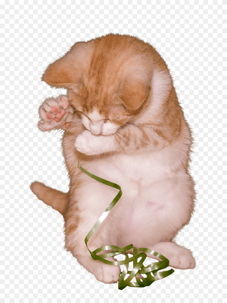 Cat Kitten Playing With Ribbon, Animal, Mammal, Pet, Abyssinian Png