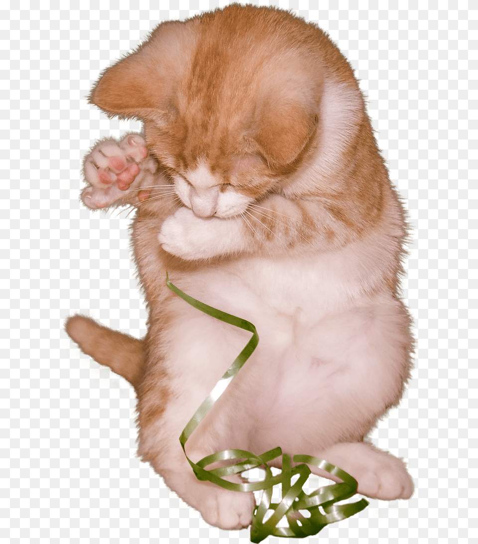 Cat Kitten Playing With Ribbon Kitten, Animal, Mammal, Pet Png Image