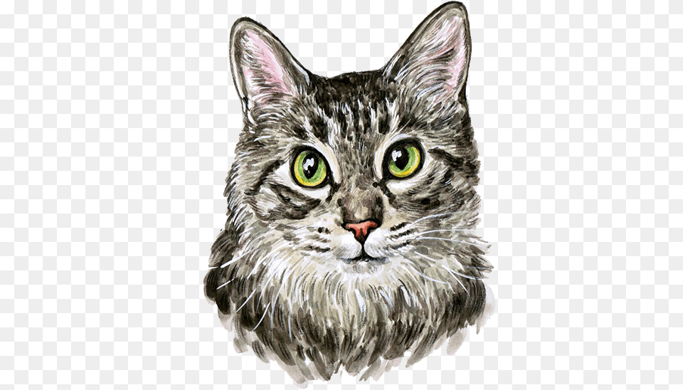 Cat Kitten Watercolor Painting Cuteness Cat Painting, Art, Animal, Bird, Drawing Free Transparent Png