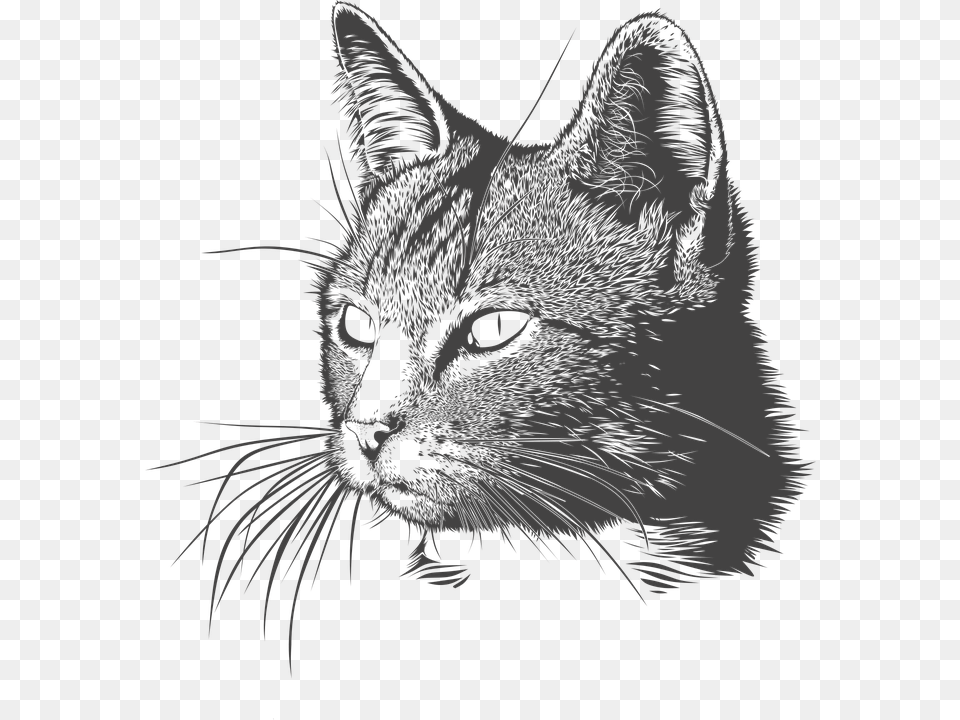 Cat Kitty Head Domestic Animal Matou Feline, Art, Drawing, Person, Face Png Image