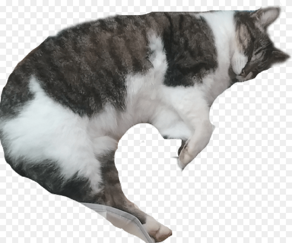 Cat Kitty Meow Shrimpcat Rawr Cute Sleepingcat Sleeping Cat Animal, Mammal, Manx, Pet Free Transparent Png