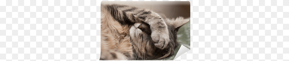 Cat Lag, Electronics, Hardware, Person, Sleeping Free Png
