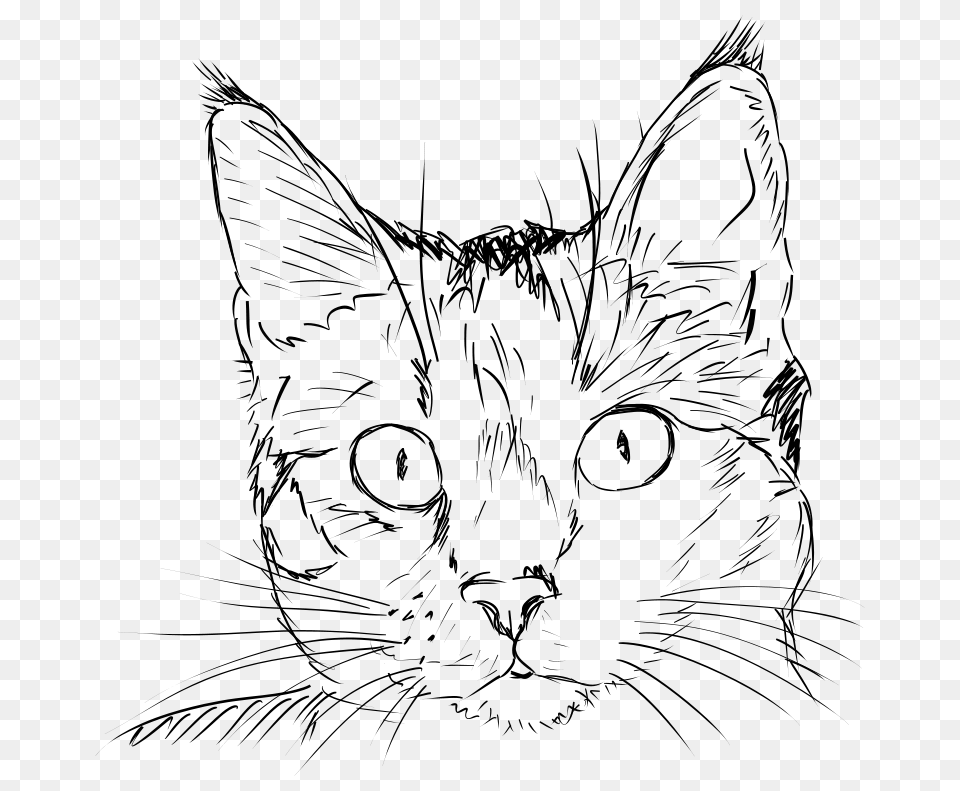 Cat Linedrawing, Gray Png