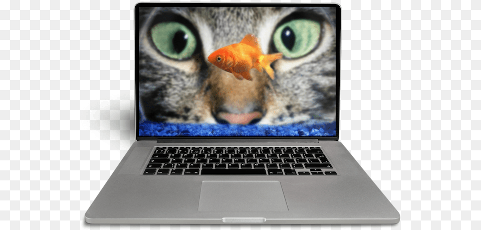 Cat Look At Fish, Computer, Pc, Laptop, Electronics Free Transparent Png