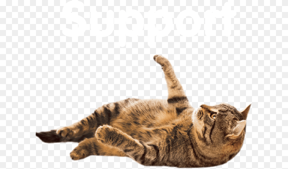 Cat Looking Up, Animal, Mammal, Pet, Person Free Transparent Png