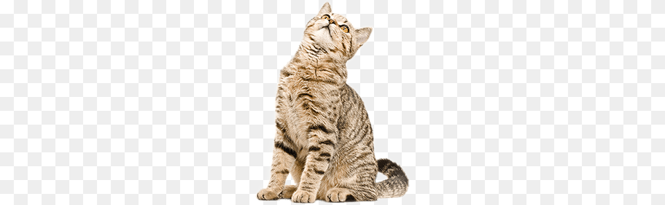 Cat Looking Up, Animal, Mammal, Manx, Pet Free Png