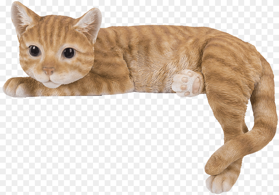 Cat Lying On Shelf, Animal, Mammal, Pet Free Transparent Png