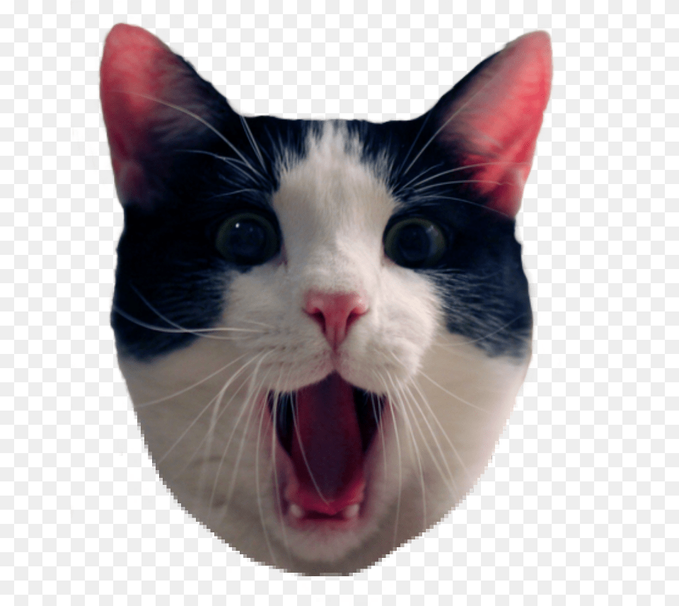 Cat Meme Funny Cat Transparent Background, Body Part, Mouth, Person, Animal Free Png Download
