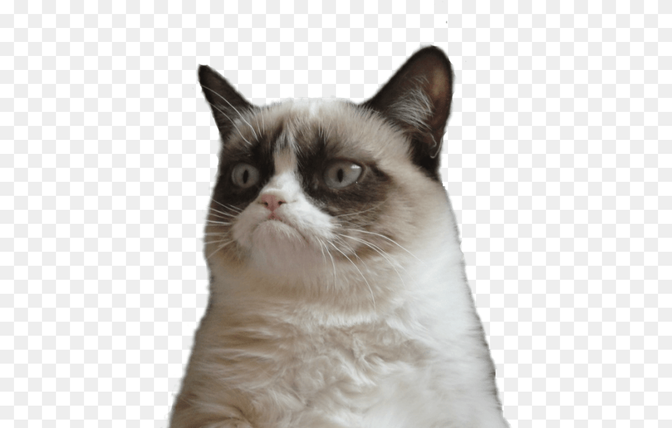 Cat Memes Grumpy Cat White Background, Animal, Mammal, Pet, Siamese Free Png