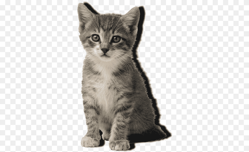 Cat Meow Animated Gif, Animal, Kitten, Mammal, Pet Free Png