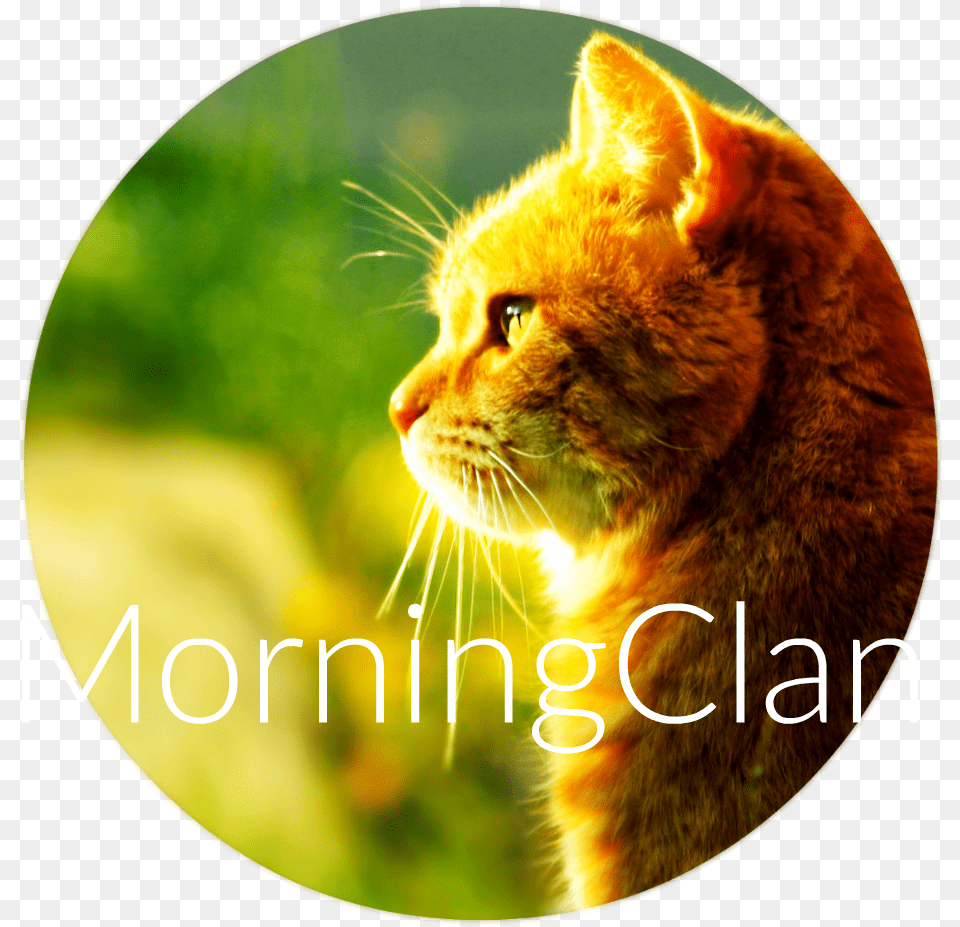 Cat Morning Sun Hd Walselpaper Good Morning Thursday With A Cat, Photography, Animal, Mammal, Pet Png Image