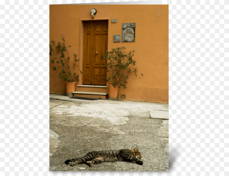 Cat Nap Greeting Card Ocelot, Walkway, Path, Plant, Flagstone Free Png Download