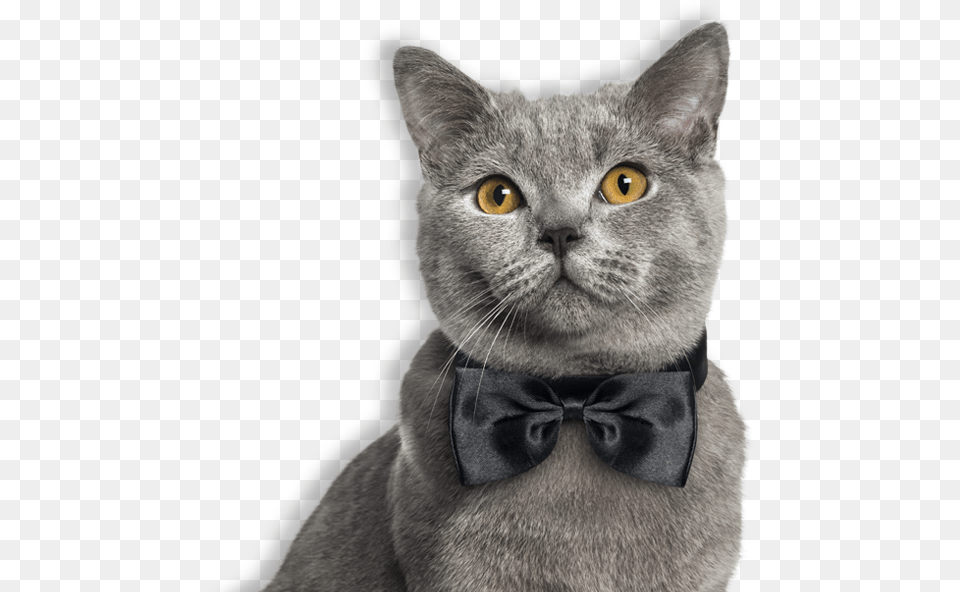 Cat Obroza Muszka Dla Kota, Accessories, Formal Wear, Tie, Animal Png Image