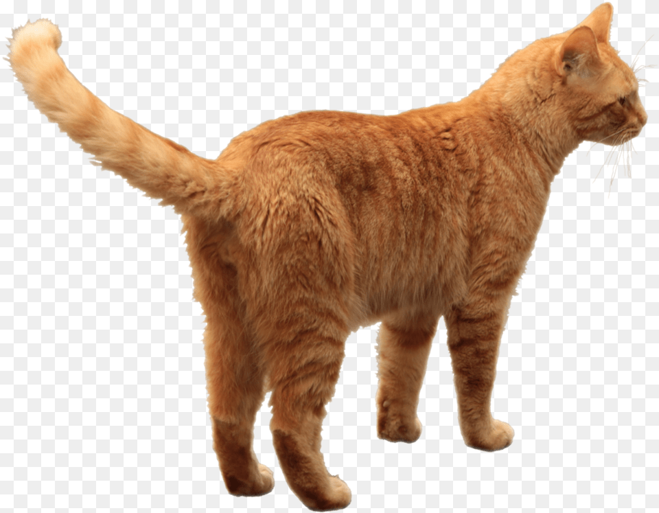 Cat Orange Tabby Cat, Animal, Mammal, Manx, Pet Free Transparent Png