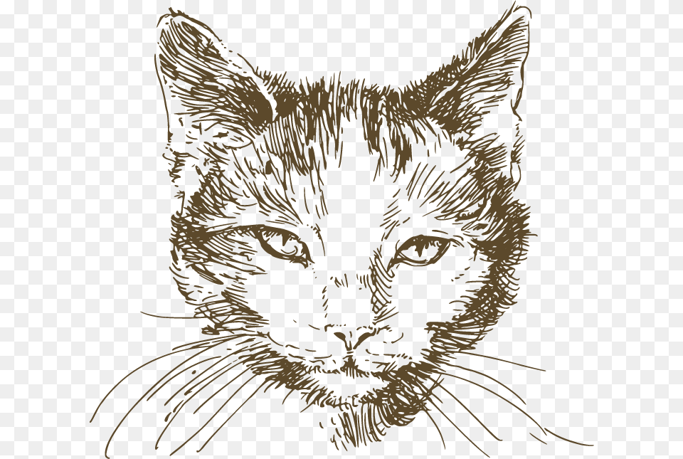 Cat Pen And Ink Drawing, Art, Person, Animal, Mammal Png Image