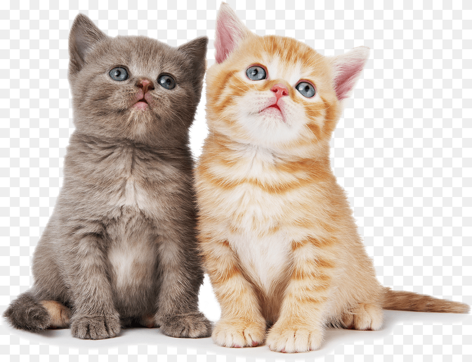 Cat Pic Cat With White Background, Animal, Kitten, Mammal, Pet Free Png