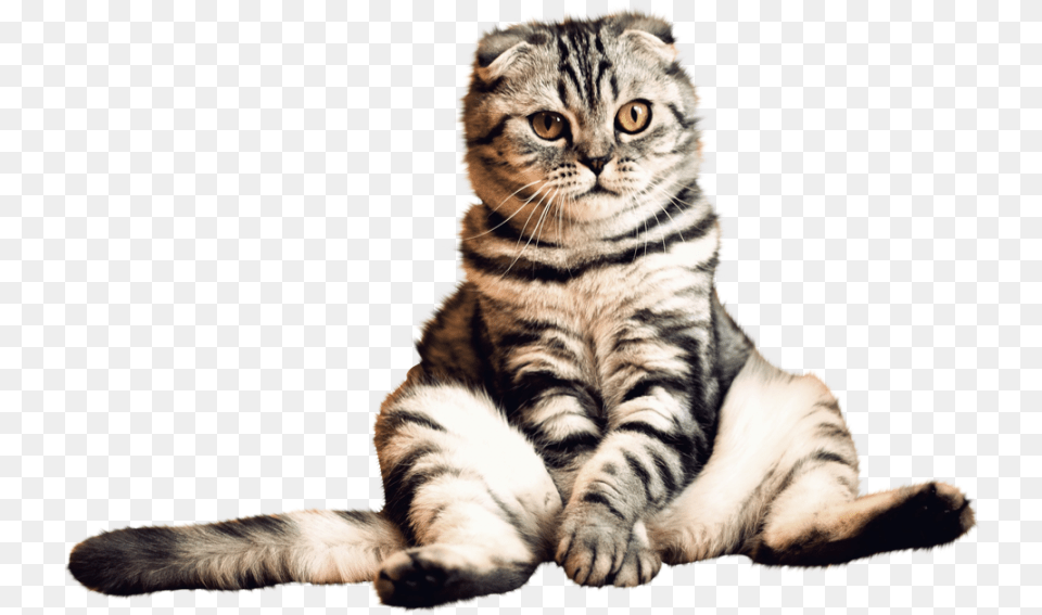 Cat Picture Background Cat Hd, Animal, Kitten, Mammal, Pet Free Png