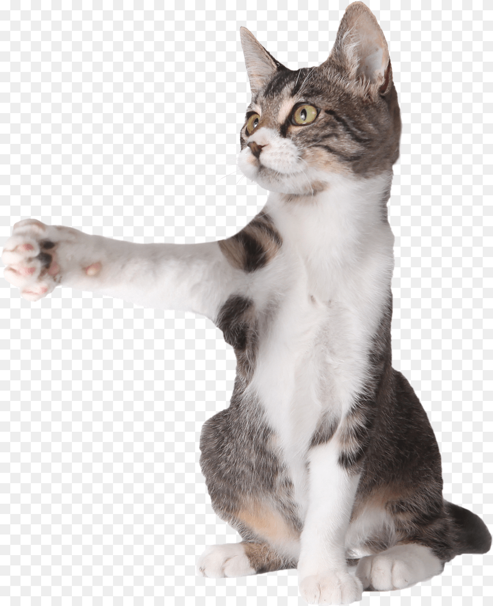 Cat Pointing Mid Cat Pointing At Something, Animal, Mammal, Manx, Pet Png Image