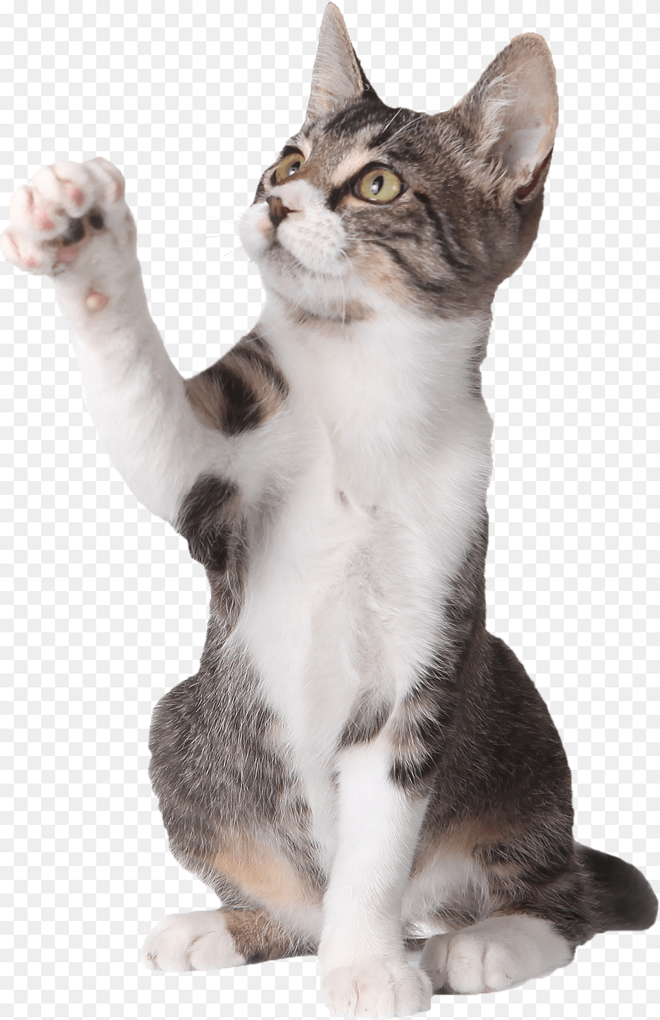 Cat Pointing Up Cat Paw Up, Animal, Mammal, Manx, Pet Png