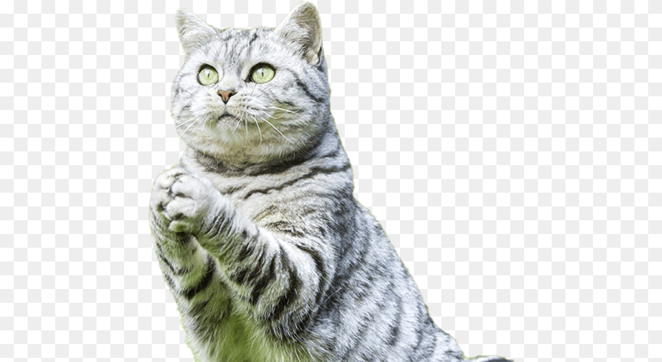 Cat Praying, Animal, Mammal, Pet Free Png