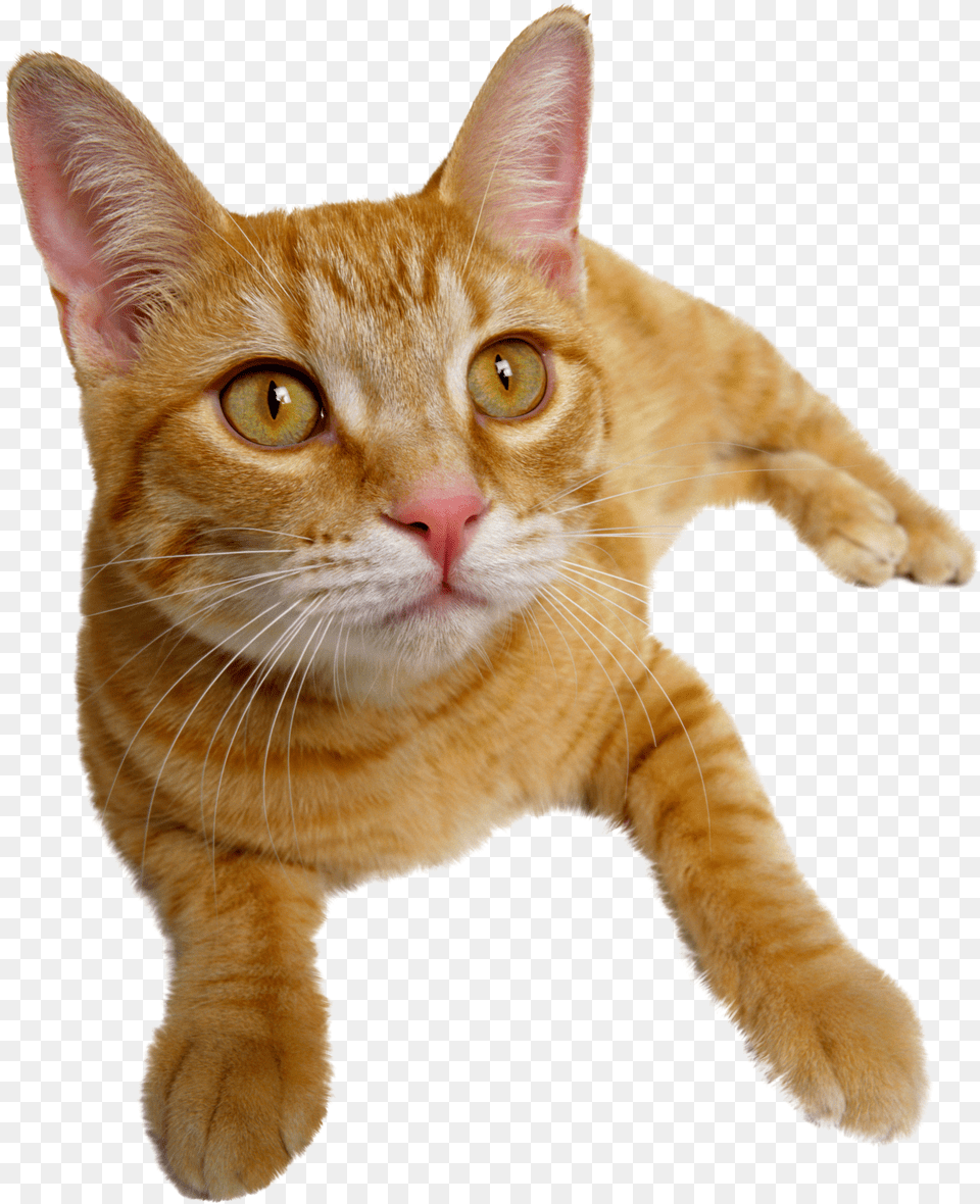 Cat Problem Based Feline Medicine Free Png Download