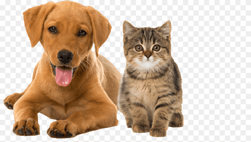 Cat Rabbit And Dog, Animal, Canine, Mammal, Pet Free Png